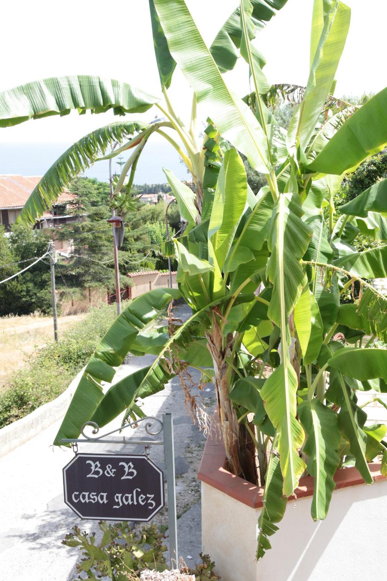 Bed And Breakfast Casagalez Santa Domenica  Buitenkant foto